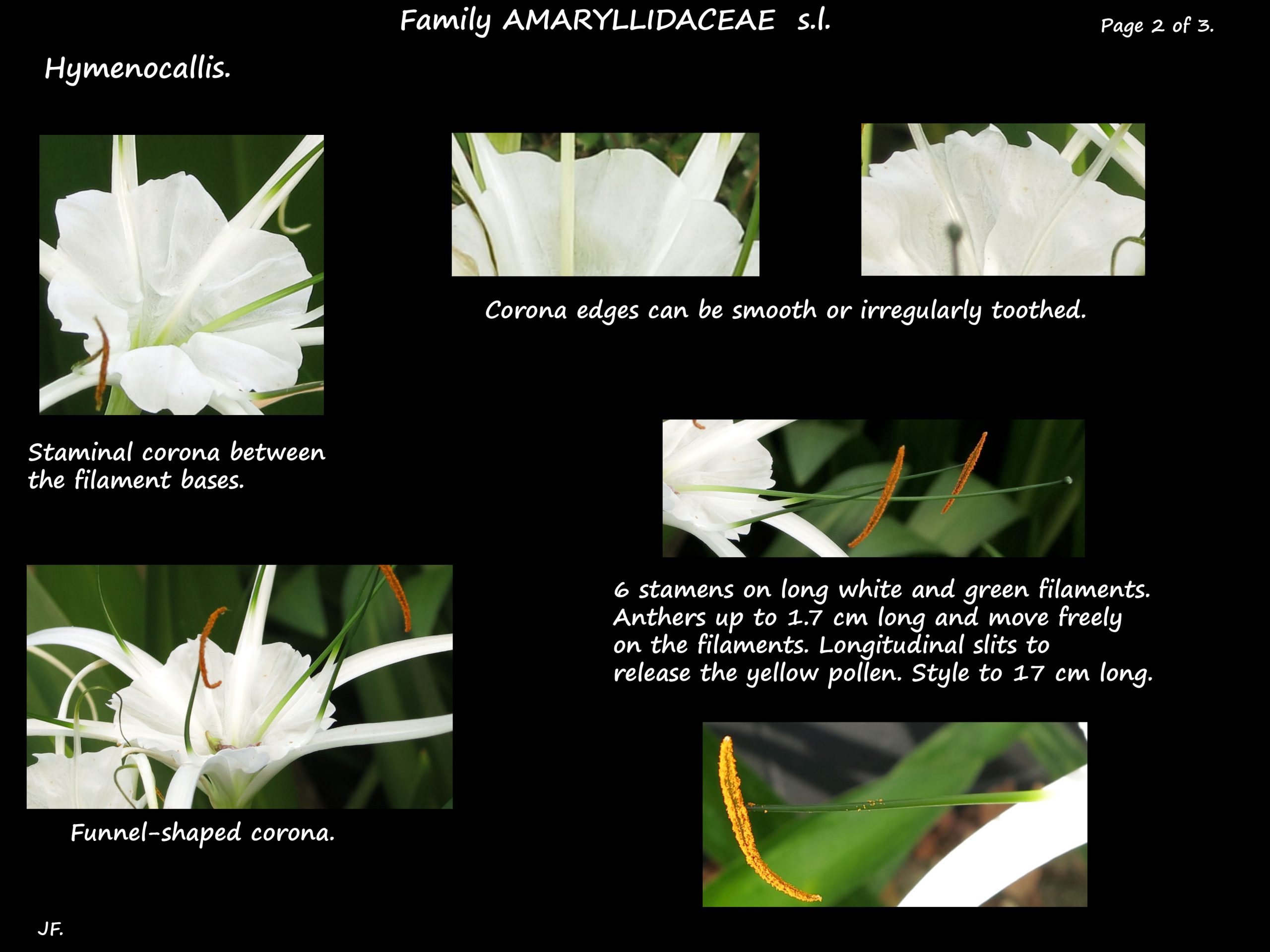 2 Hymenocallis flowers